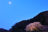 奥山田のしだれ桜