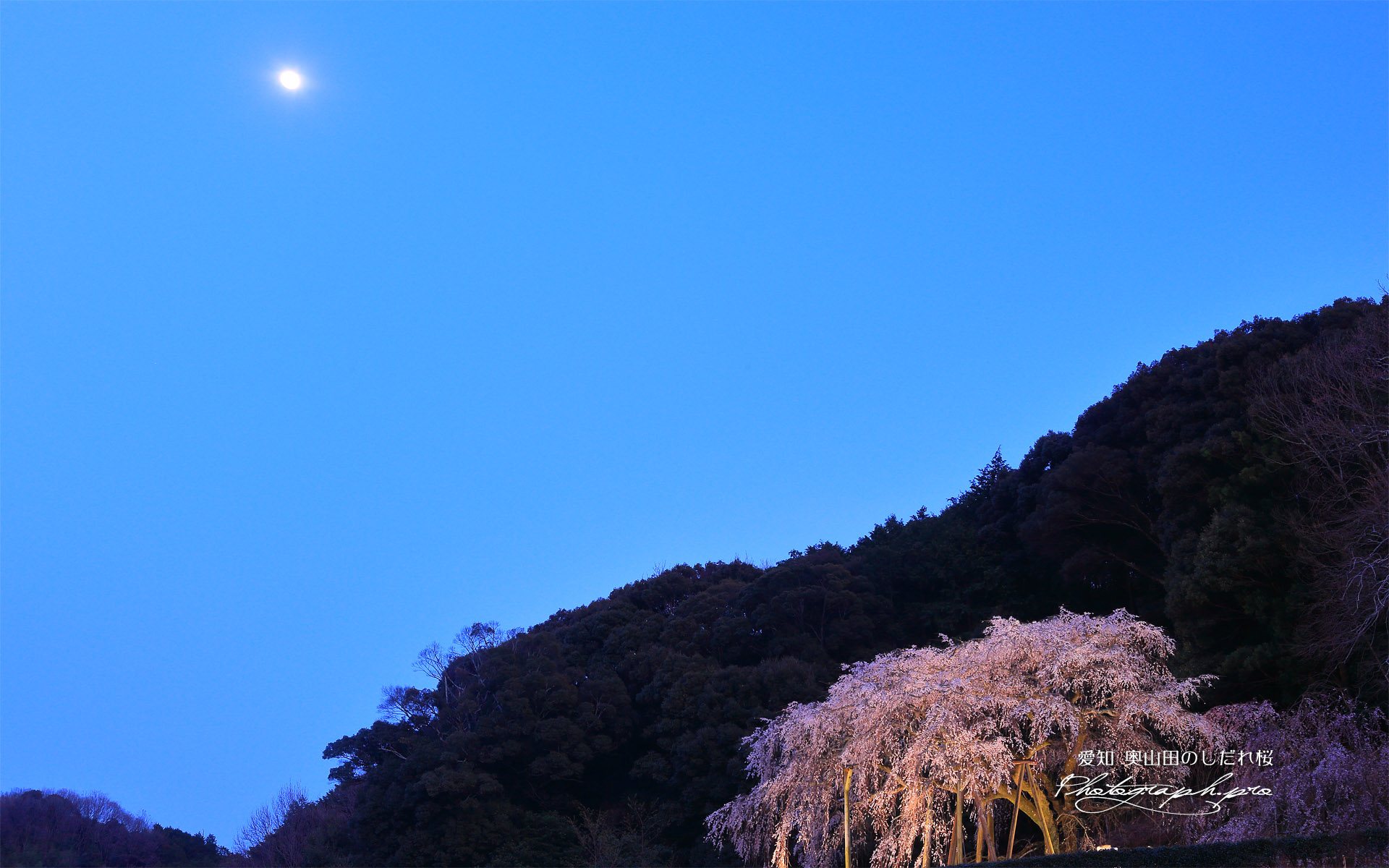 奥山田のしだれ桜