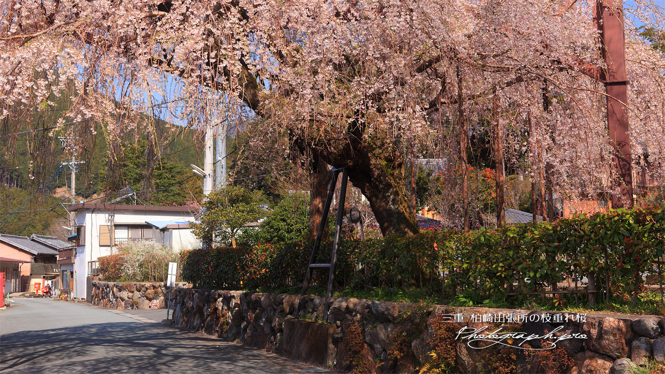 柏崎出張所の枝垂れ桜 壁紙