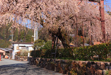 柏崎出張所の枝垂れ桜
