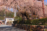 柏崎出張所の枝垂れ桜