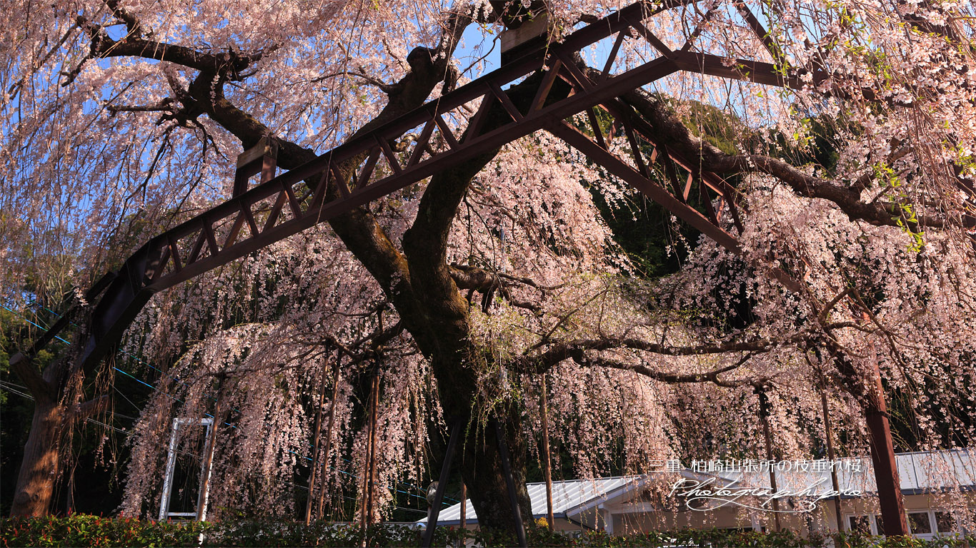 柏崎出張所前しだれ桜 壁紙