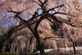 柏崎出張所前しだれ桜