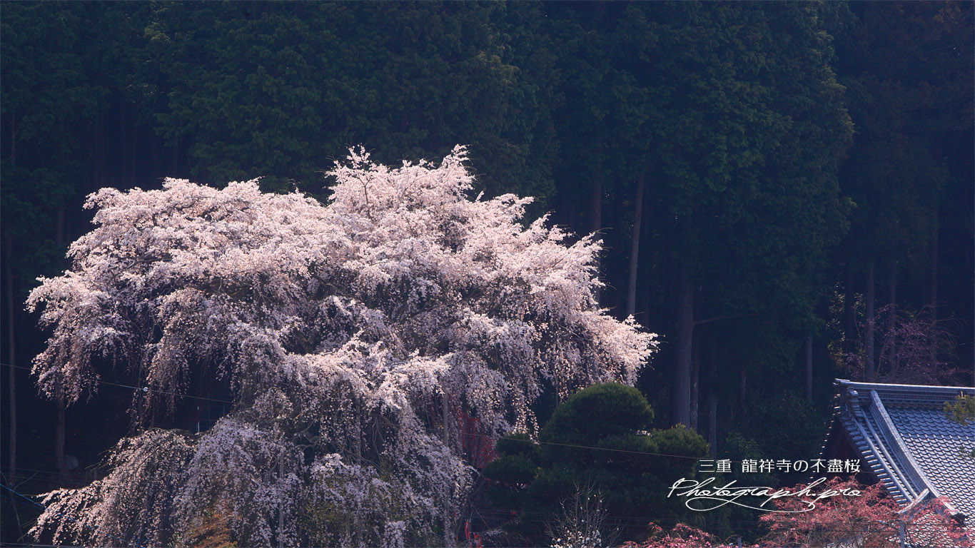 龍祥寺の枝垂れ桜 壁紙