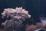 龍祥寺の枝垂れ桜