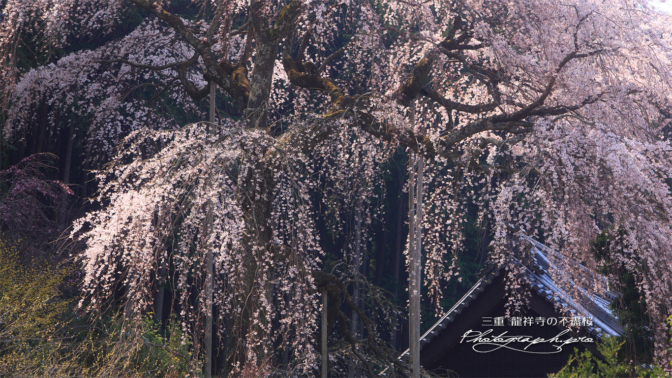龍祥寺の不盡桜 壁紙