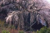 龍祥寺の不盡桜