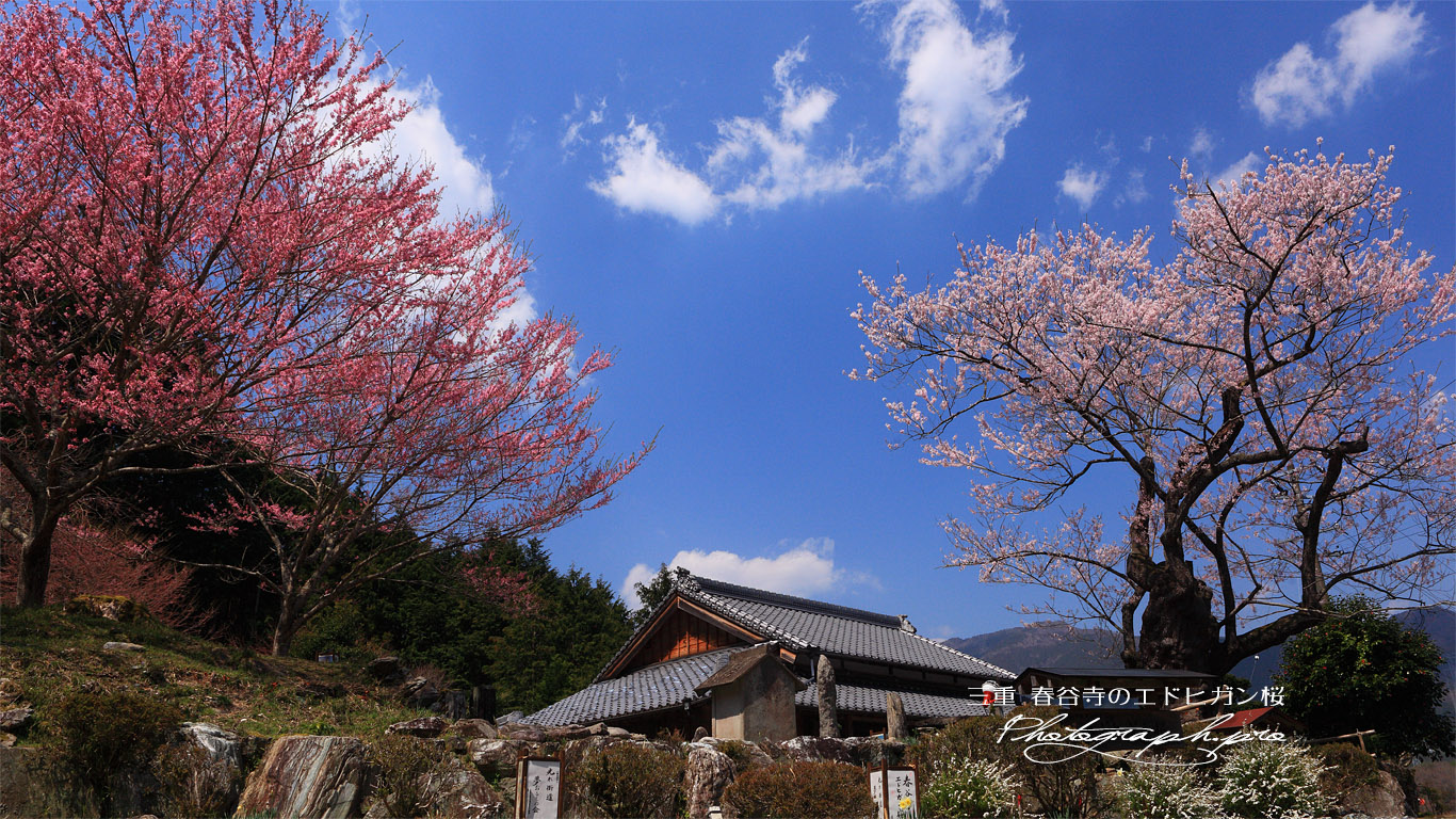 春谷寺のエドヒガンザクラ 壁紙