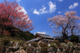 春谷寺のエドヒガンザクラ