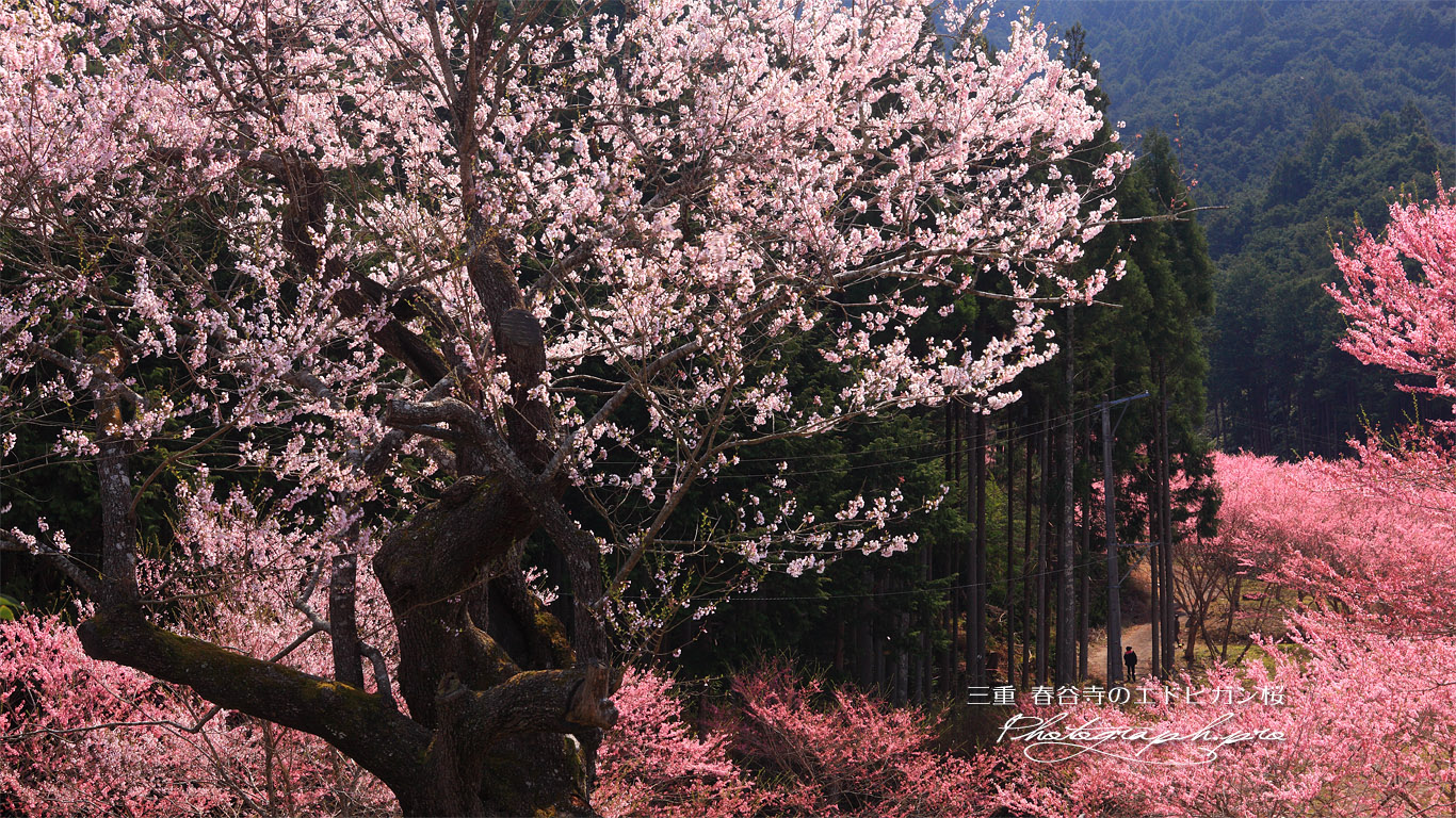 春谷寺の江戸彼岸桜 壁紙