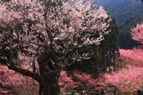 春谷寺の江戸彼岸桜