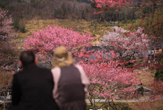春谷寺のエドヒガン桜