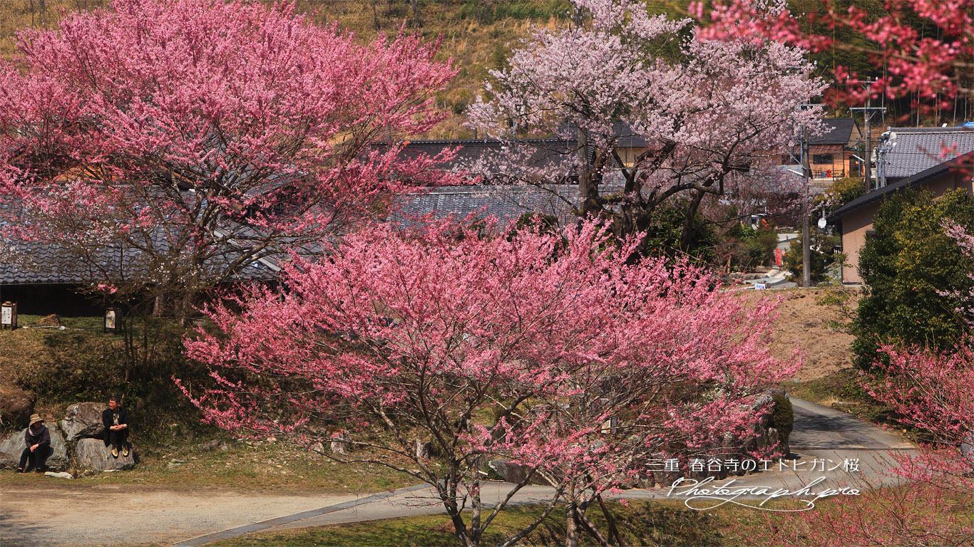 春谷寺のエドヒガン桜 壁紙