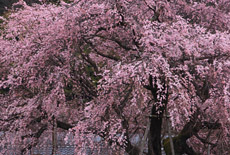 林陽寺のしだれ桜