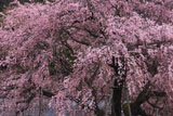 林陽寺のしだれ桜