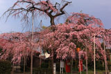 雲上の桜
