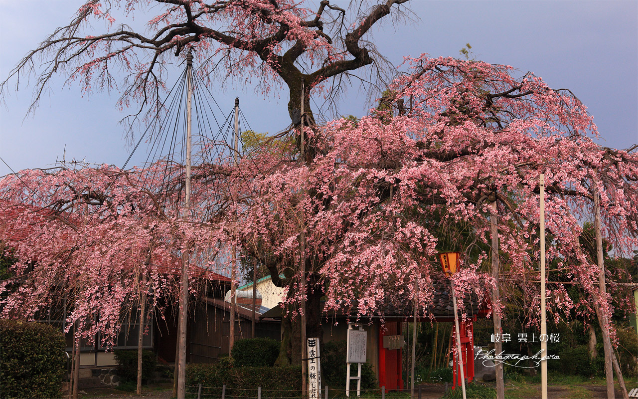 雲上の桜 壁紙