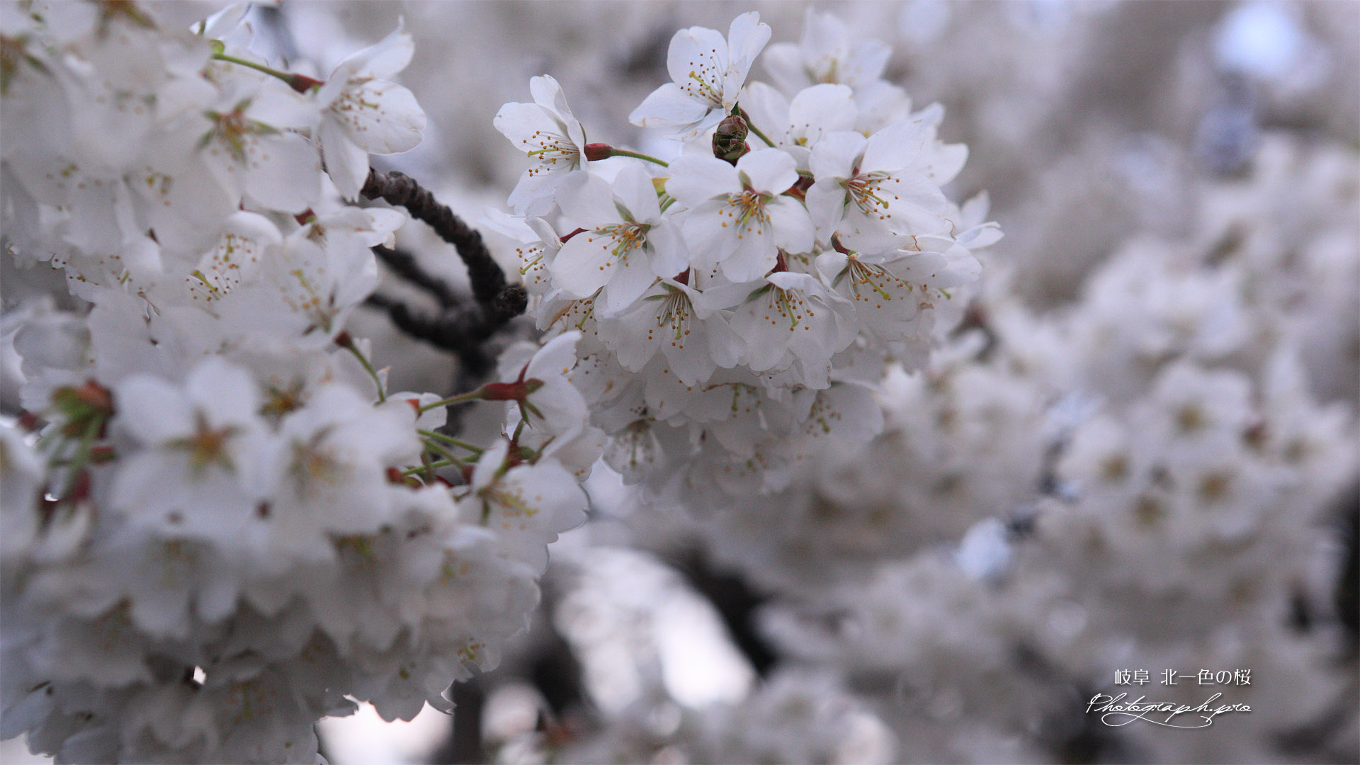 北一色の桜
