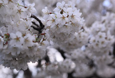 北一色の桜
