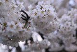 北一色の桜