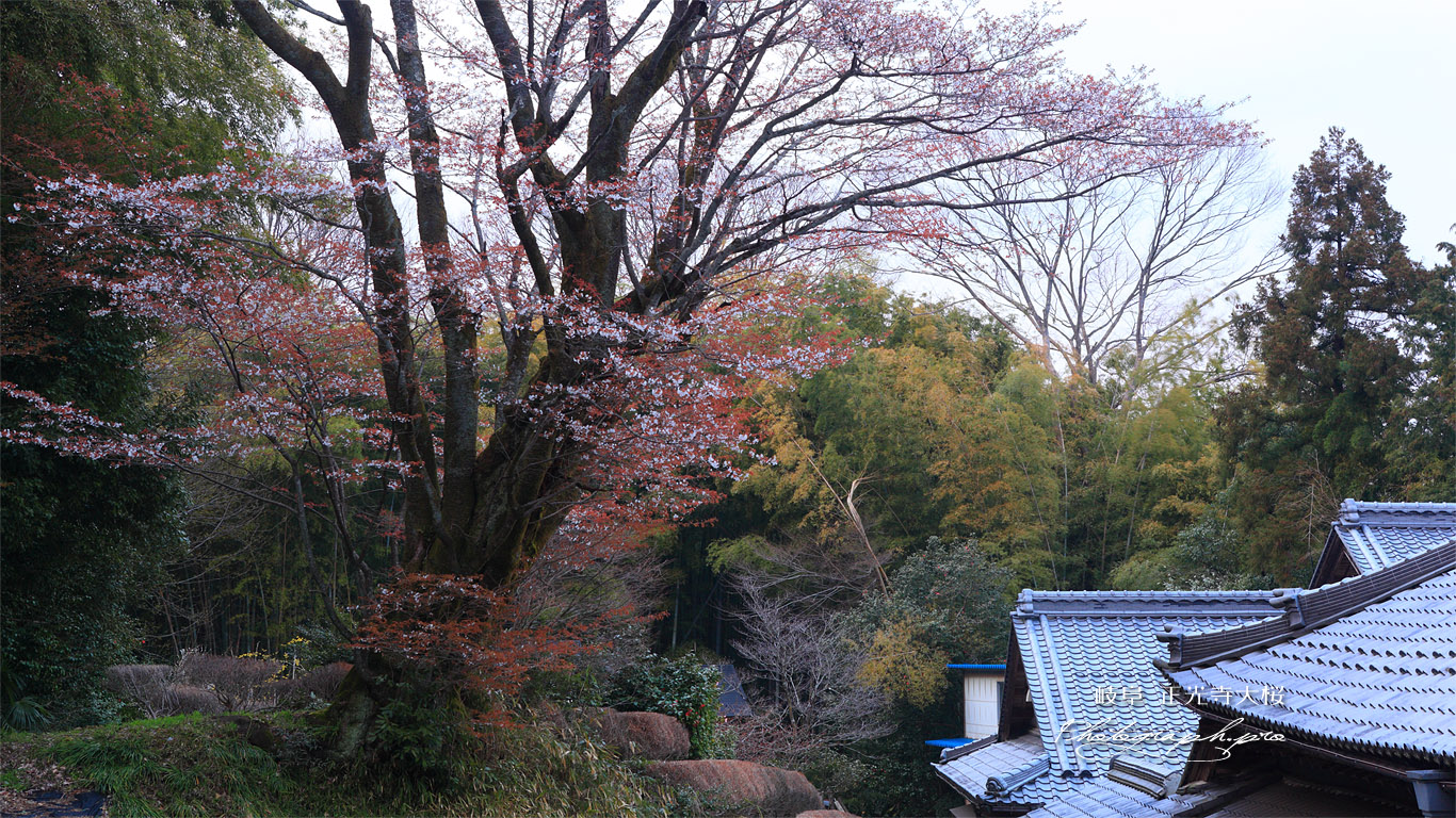 正光寺大桜 壁紙