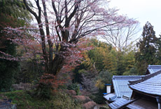 正光寺大桜