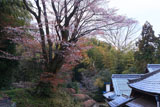 正光寺大桜