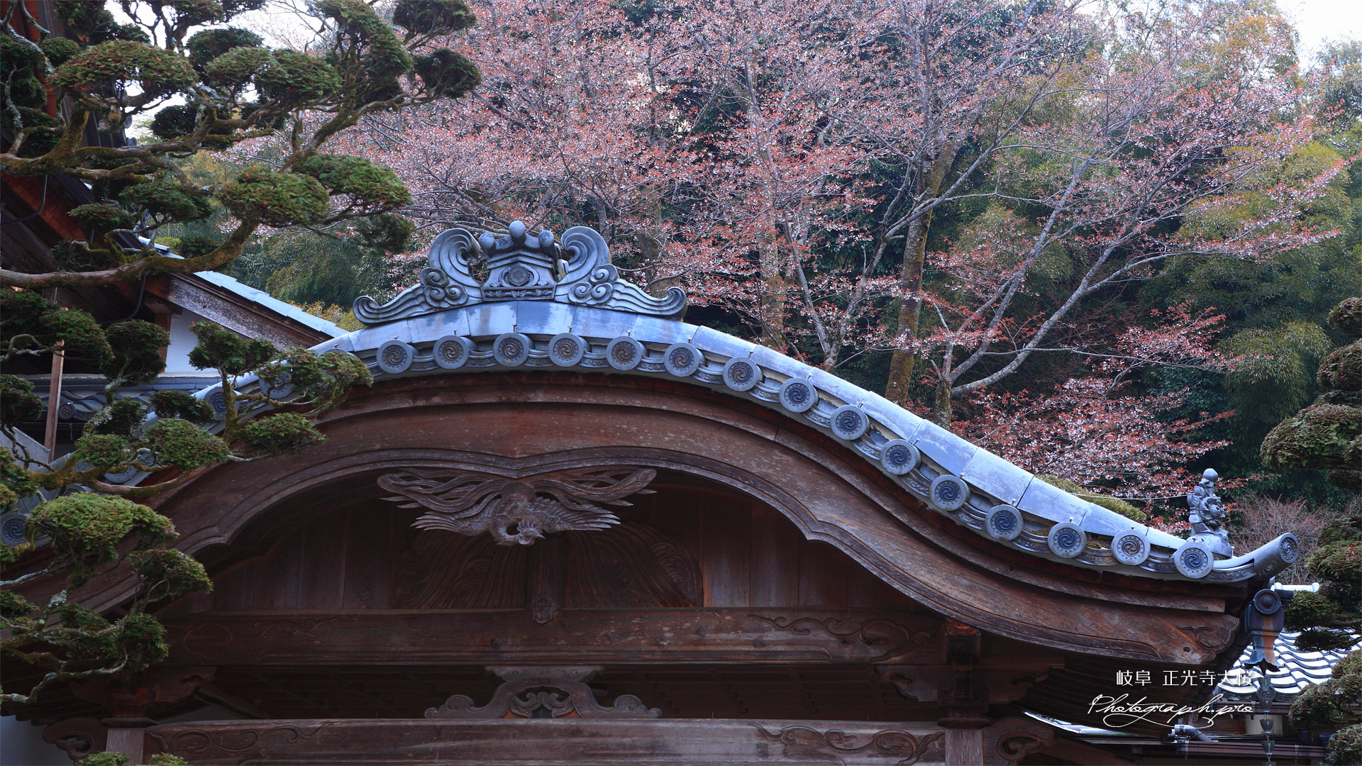 正光寺の大桜