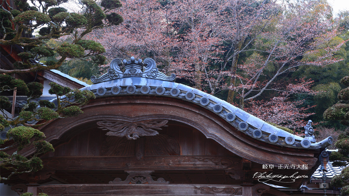 正光寺の大桜 壁紙