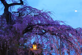毘沙門さんの桜