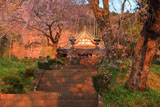 興徳寺のしだれ桜