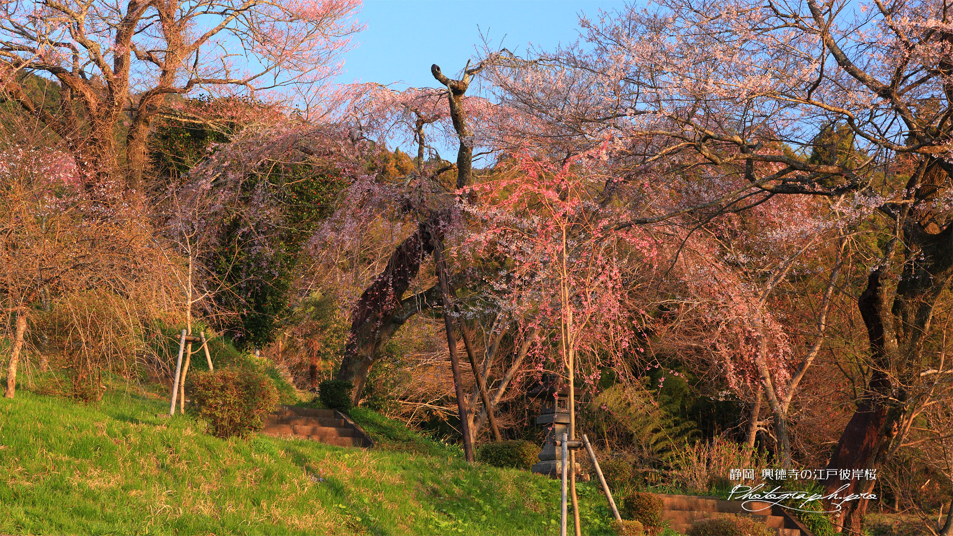 興徳寺の江戸彼岸桜