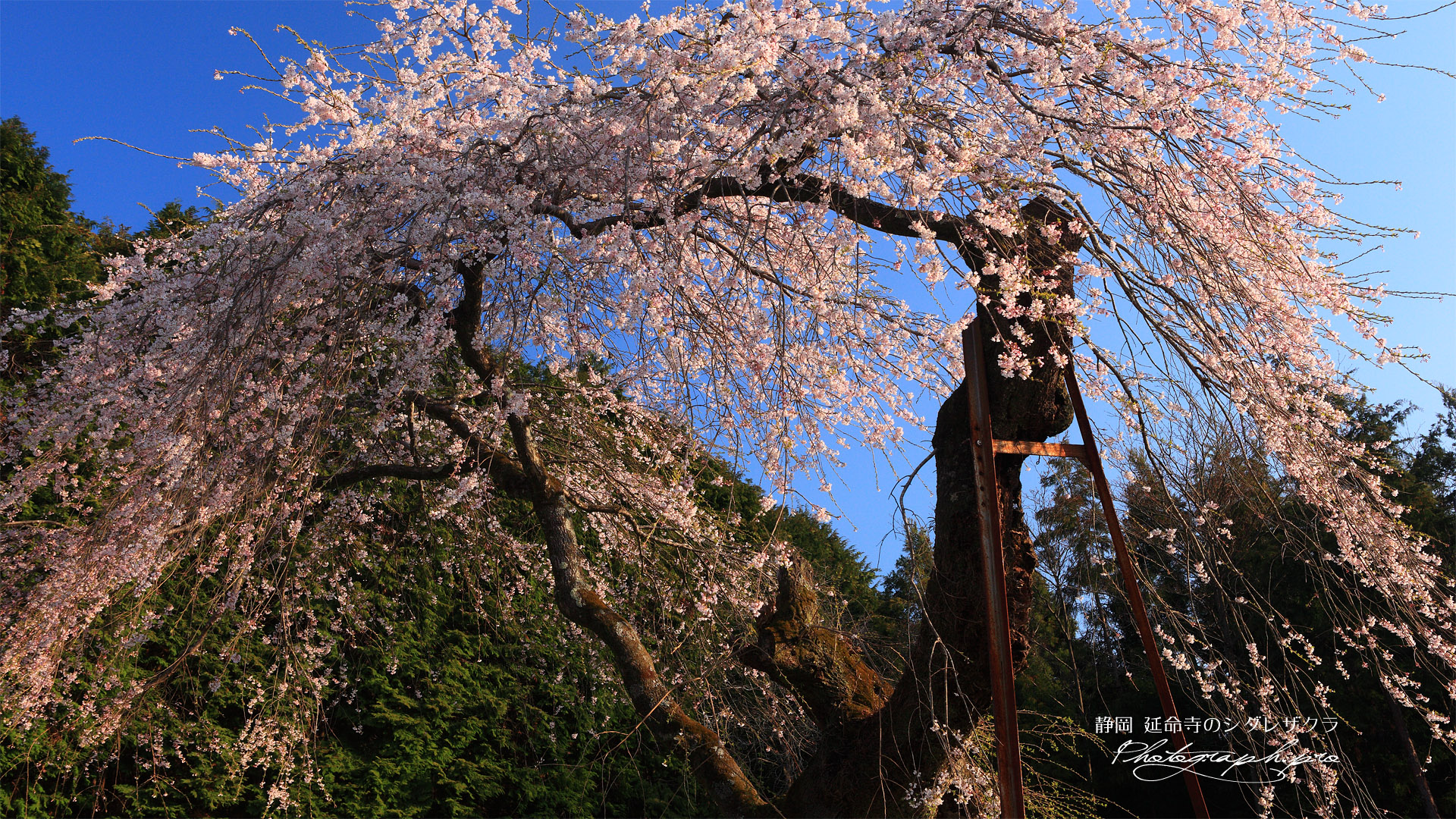 延命寺のしだれ桜