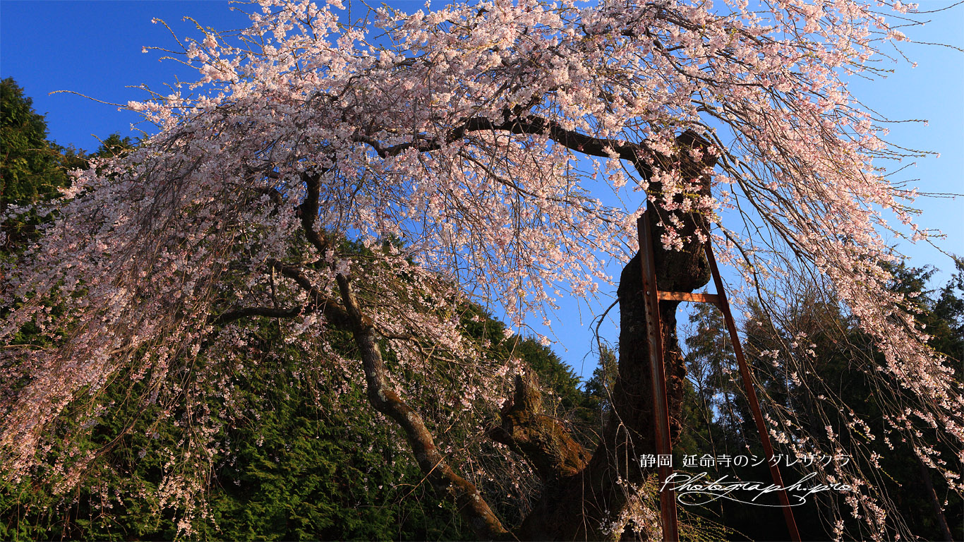 延命寺のしだれ桜 壁紙