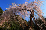 延命寺のしだれ桜