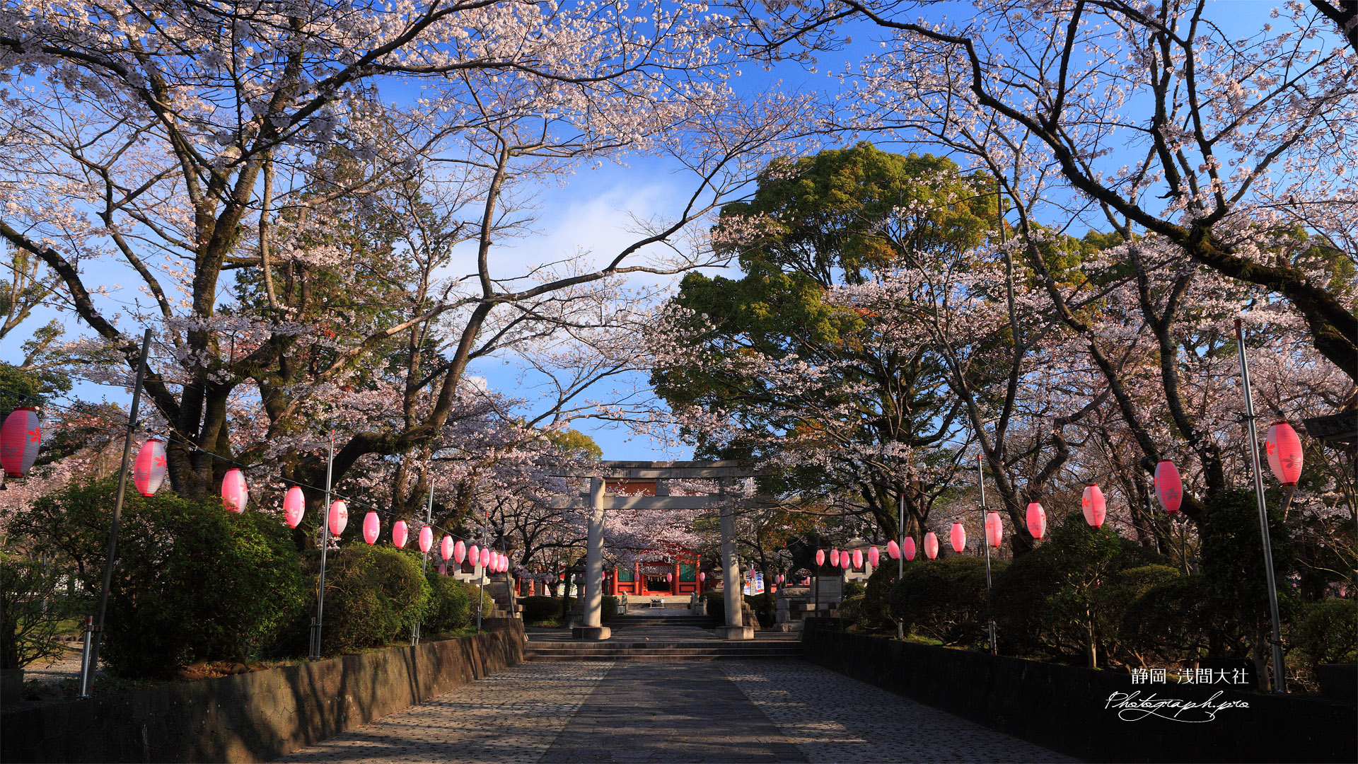 浅間大社の桜 参道の桜並木