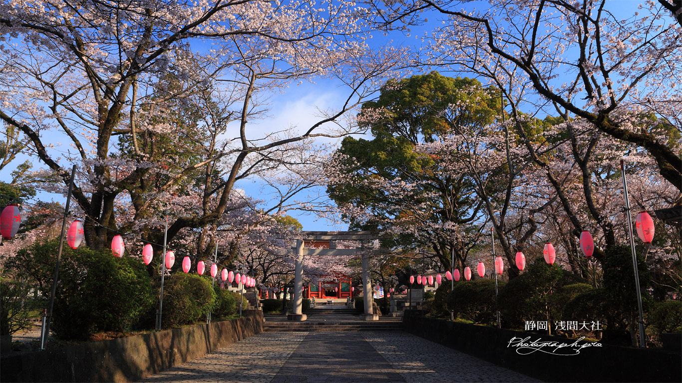 浅間大社の桜 参道の桜並木 壁紙
