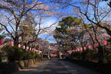 浅間大社の桜 参道の桜並木