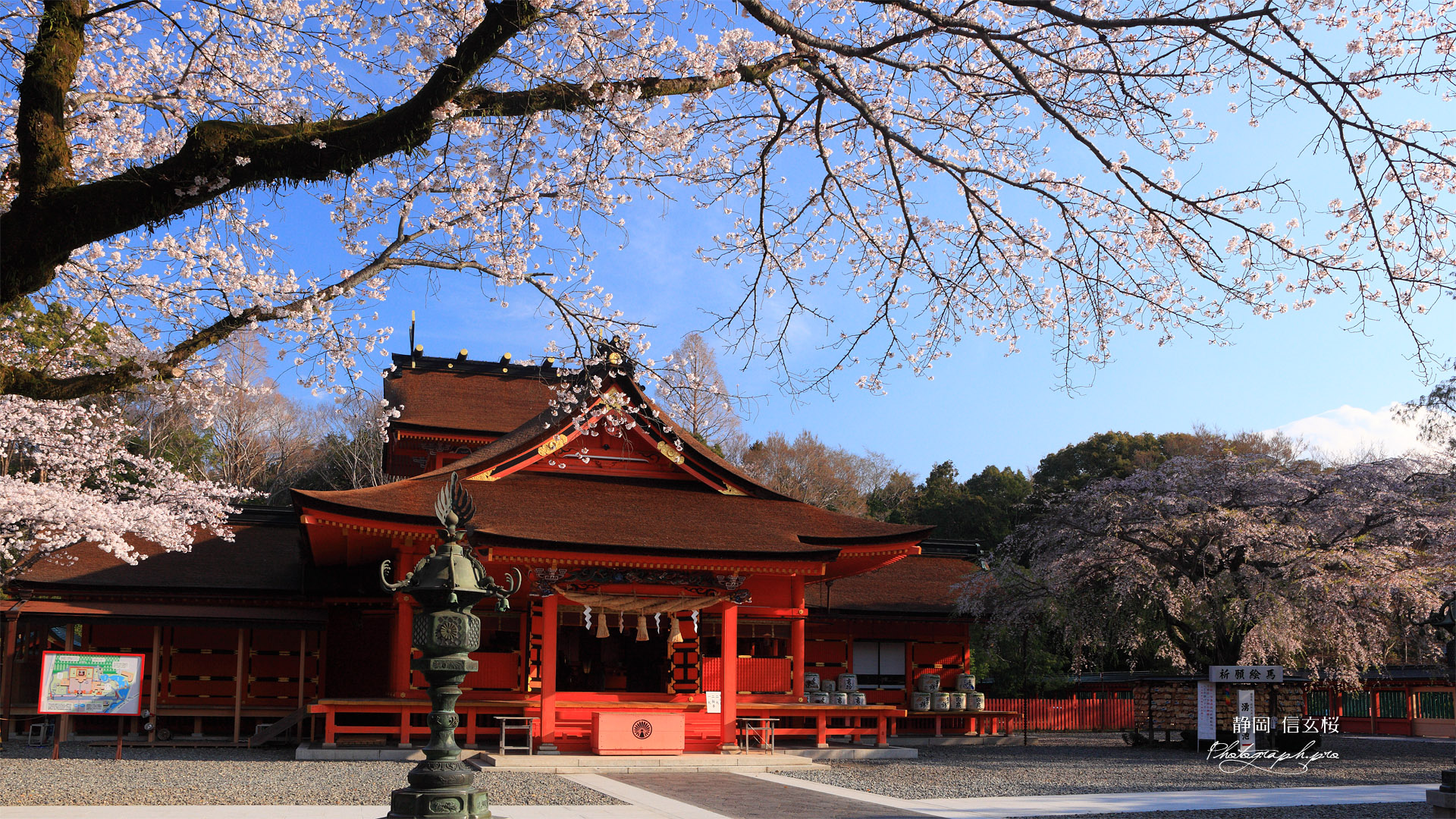 浅間大社の信玄桜