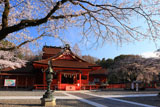 浅間大社の信玄桜