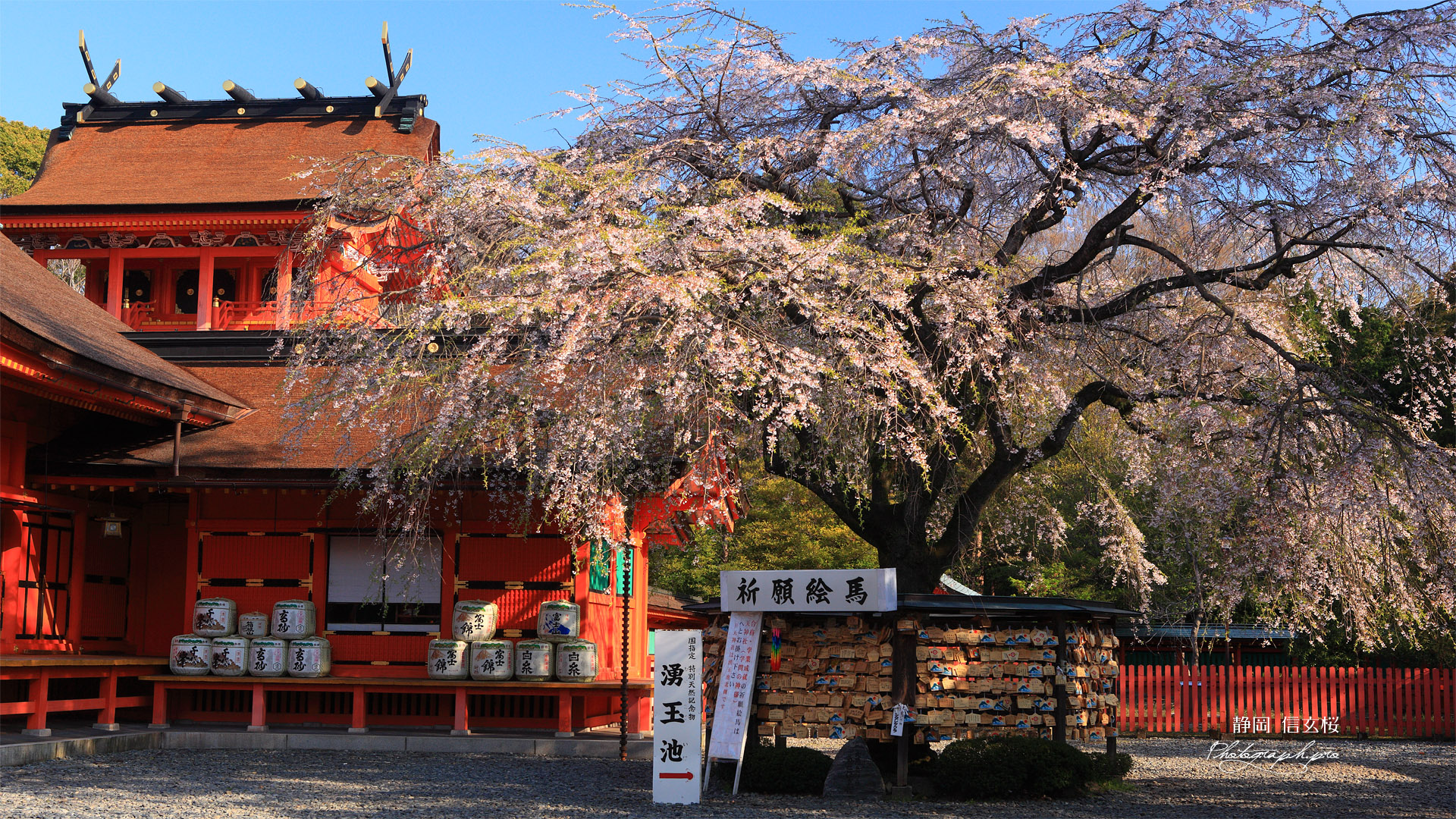 信玄桜