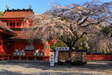 信玄桜