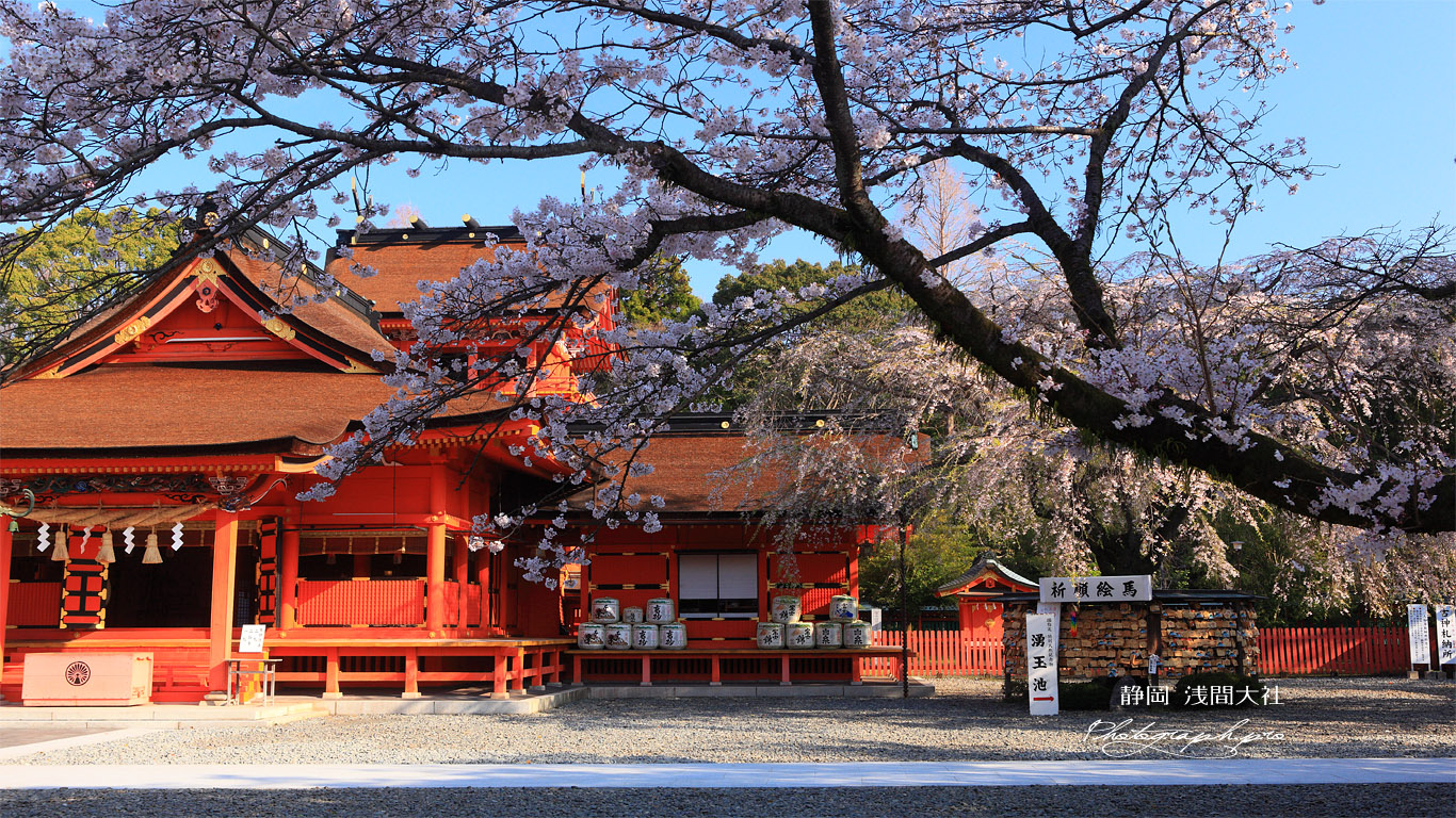 浅間大社の桜 浅間造の本殿 壁紙