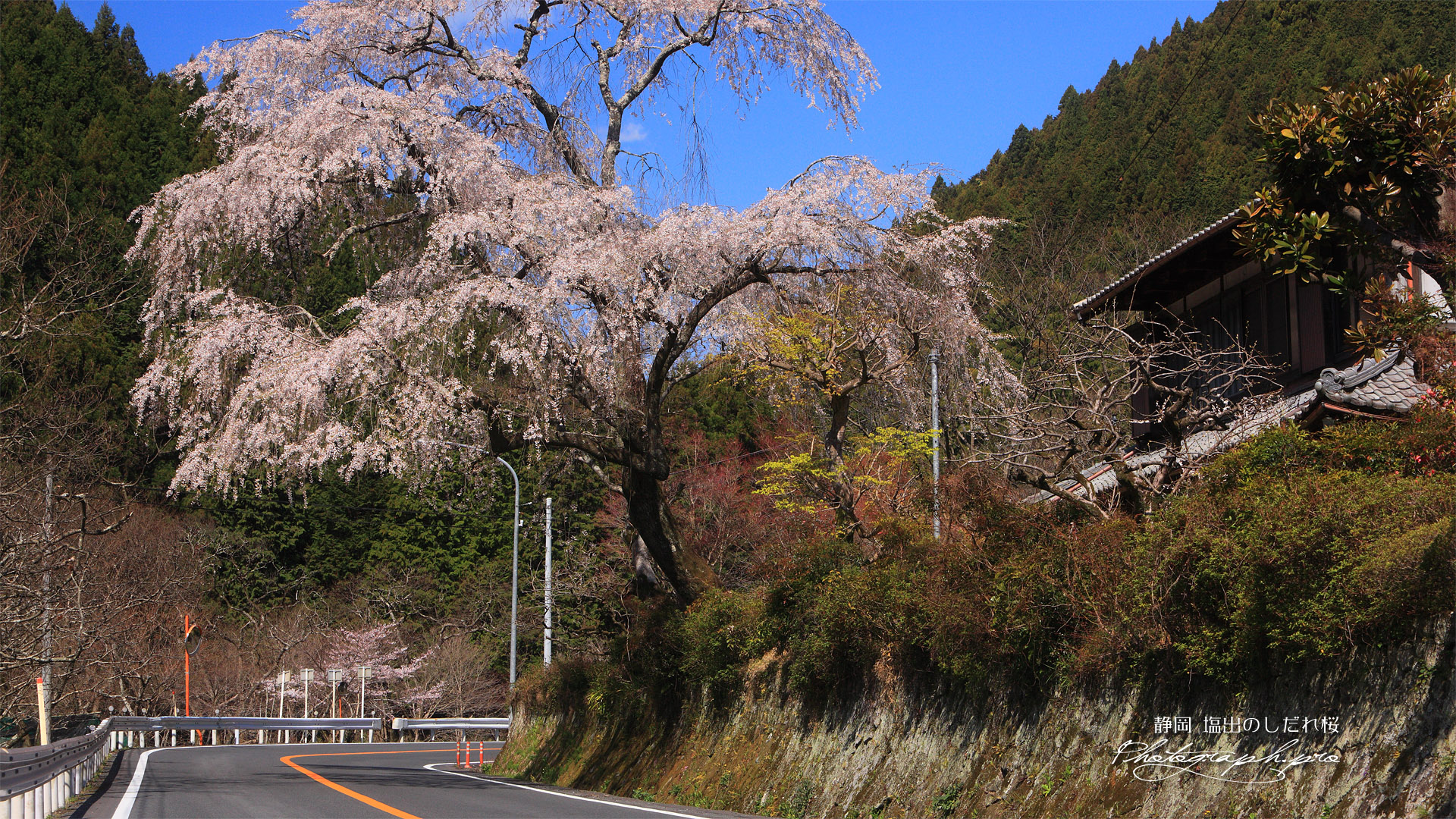 塩出のしだれ桜