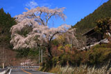 塩出のしだれ桜