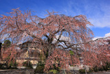 本妙寺のしだれ桜