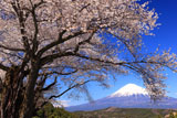 富士山と妙松寺のサクラ