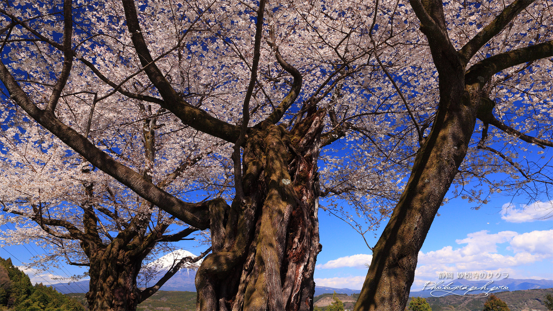 妙松寺の夫婦桜