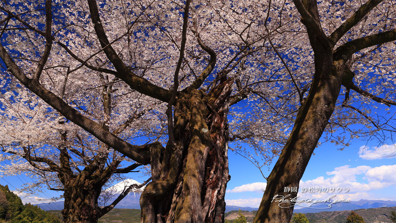 妙松寺の夫婦桜 壁紙