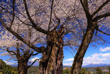 妙松寺の夫婦桜